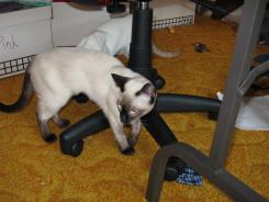 more kittens
